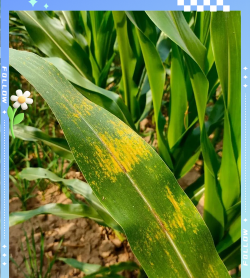 玉米叶有锈病还可以喂羊吗 玉米叶有锈病还可以喂羊吗