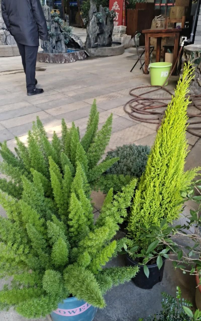 小众送妈妈的花有哪些花