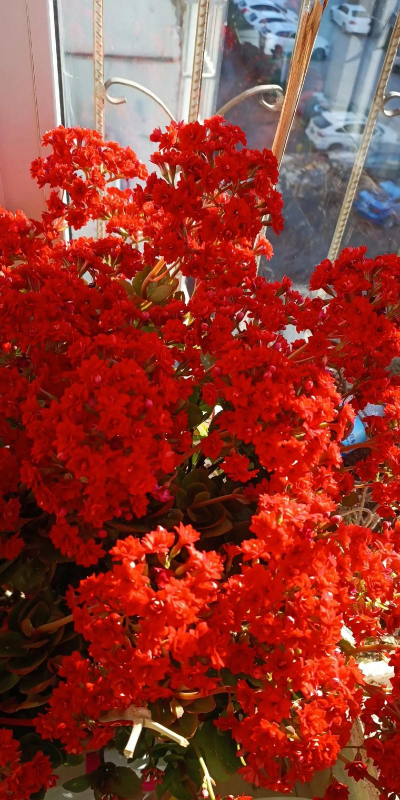 小众送妈妈的花有哪些花