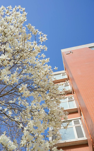 小众送妈妈的花有哪些花