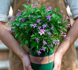 小众送妈妈的花有哪些花