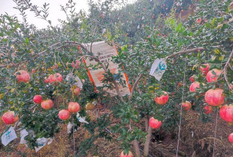 小众送妈妈的花有哪些花