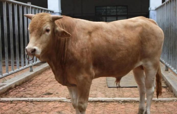 小众送妈妈的花有哪些花