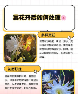 小众送妈妈的花有哪些花