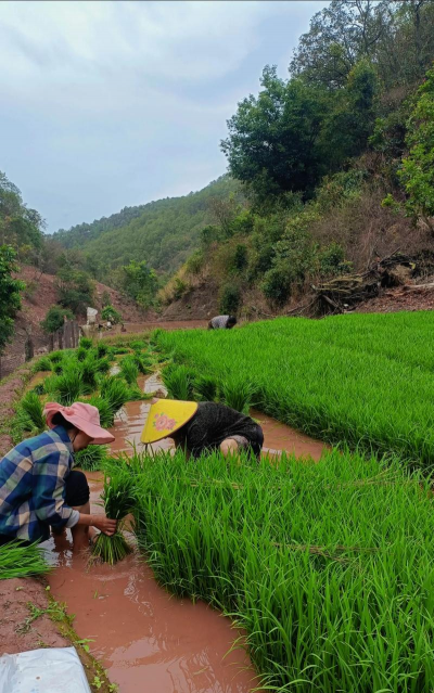 小众送妈妈的花有哪些花
