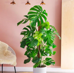 小众送妈妈的花有哪些花