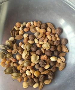 小众送妈妈的花有哪些花