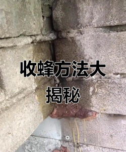 蜜蜂怎么抓的回来养