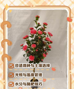 小众送妈妈的花有哪些花