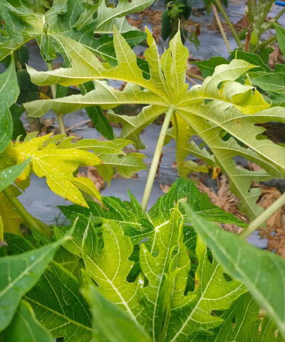 木瓜黄叶是怎么回事