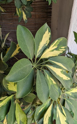 小众送妈妈的花有哪些花