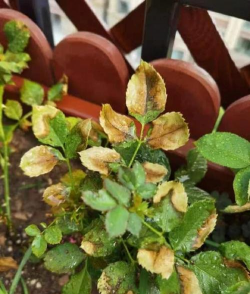 小众送妈妈的花有哪些花