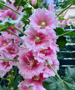 小众送妈妈的花有哪些花