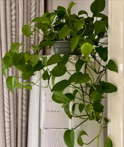 小众送妈妈的花有哪些花