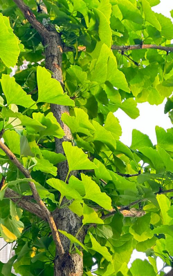 小众送妈妈的花有哪些花