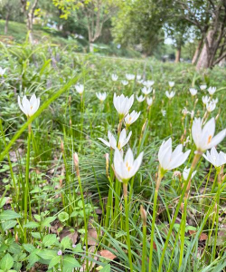 小众送妈妈的花有哪些花