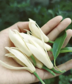 小众送妈妈的花有哪些花