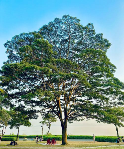 小众送妈妈的花有哪些花