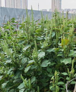 小众送妈妈的花有哪些花