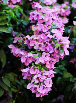 小众送妈妈的花有哪些花