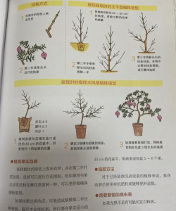 小众送妈妈的花有哪些花