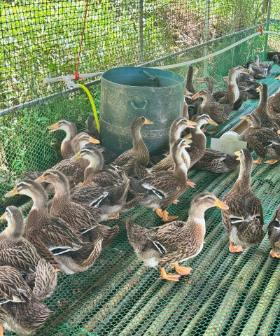 小众送妈妈的花有哪些花