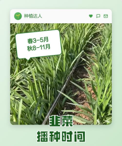 秋季韭菜种植时间