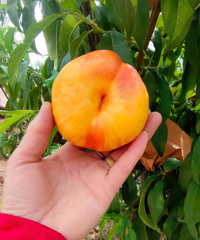 八月十五熟的桃品种