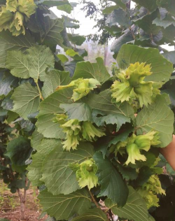 小众送妈妈的花有哪些花