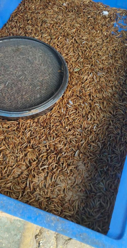 小众送妈妈的花有哪些花