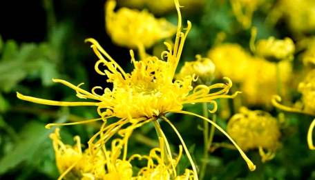 小众送妈妈的花有哪些花