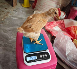 小众送妈妈的花有哪些花