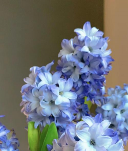 小众送妈妈的花有哪些花