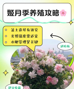 小众送妈妈的花有哪些花