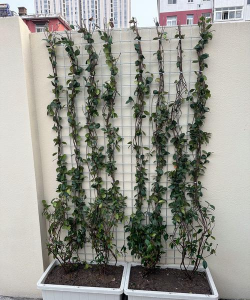 楼顶遮阴爬藤的植物有哪