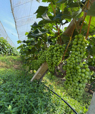 小众送妈妈的花有哪些花