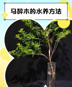 小众送妈妈的花有哪些花