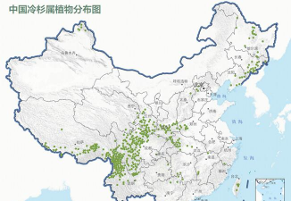 小众送妈妈的花有哪些花