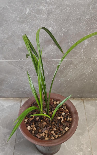 小众送妈妈的花有哪些花