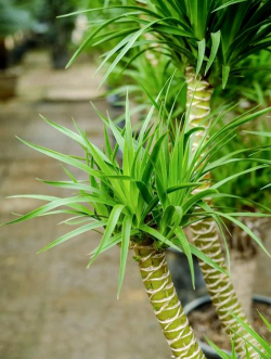 小众送妈妈的花有哪些花