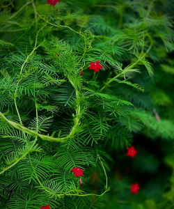 小众送妈妈的花有哪些花