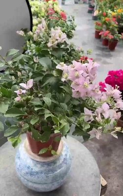 小众送妈妈的花有哪些花