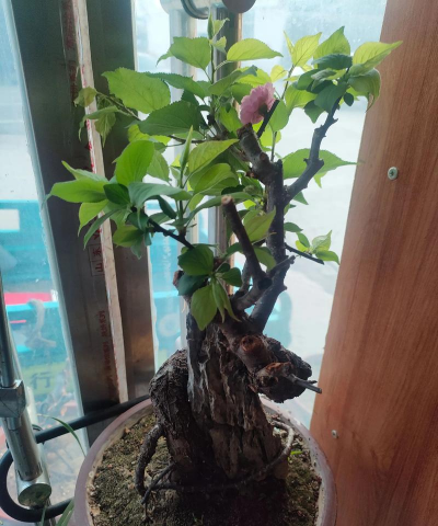 小众送妈妈的花有哪些花