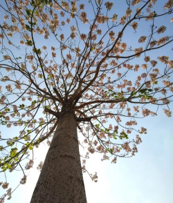 小众送妈妈的花有哪些花