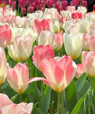 小众送妈妈的花有哪些花