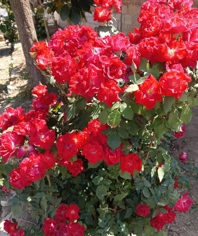 丰花月季有哪些品种