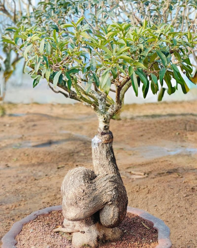 小众送妈妈的花有哪些花