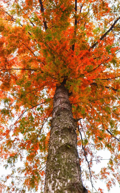 小众送妈妈的花有哪些花