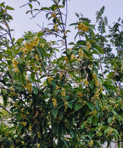 小众送妈妈的花有哪些花
