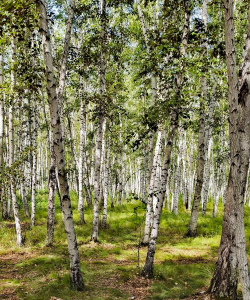 小众送妈妈的花有哪些花